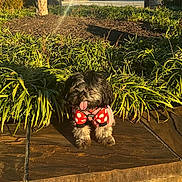 Spindle is registered to the contest to win money with this photo: dog, small_dog, pet, outdoor, sunlight, plants, greenery, stone, sweater, polka_dot, tongue_out, happy, cute, fur, nature, daylight, shadows, sidewalk, leaves, animal