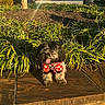 dog, small_dog, pet, outdoor, sunlight, plants, greenery, stone, sweater, polka_dot, tongue_out, happy, cute, fur, nature, daylight, shadows, sidewalk, leaves, animal