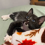 Jj is registered to the contest to win money with this photo: adorable, animal, bed, bedroom, black_and_white, blanket, blue_eyes, cat, cute, fluffy, indoors, kitten, lying_down, maple_leaf, paws, pet, portrait, relaxed, whiskers, wooden_headboard