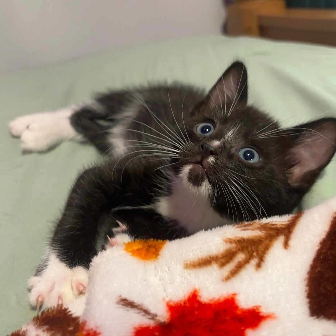 Jj