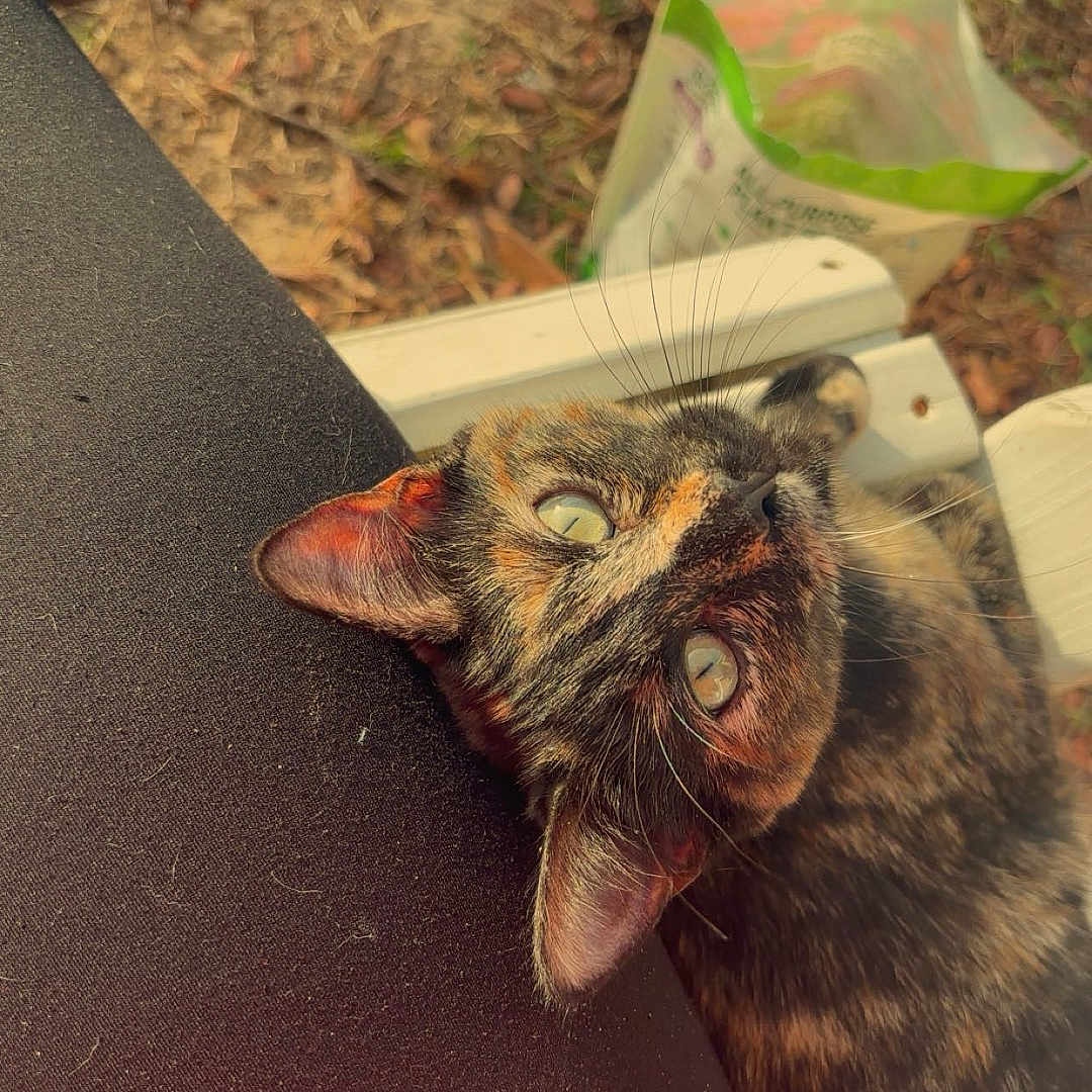 Koda