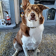 Bailey is registered to the contest to win money with this photo: dog, brown, white, sitting, ear, living_room, rug, television, decor, furniture, shelf, figurine, carpet, pet, collar, floor, indoors, home, portrait, animal