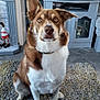 Bailey is registered to the contest to win money with this photo: dog, brown_and_white, sitting, indoor, rug, living_room, television, cabinet, curious, alert, pet, canine, furniture, ears, floor, domestic, portrait, looking_at_camera, household, home