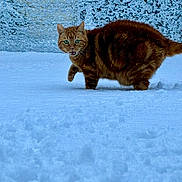 Filou a rejoint le concours — aidez-le/la à gagner de superbes lots ! animal, background, cat, cold, cute, daylight, feline, fur, green_eyes, mammal, nature, outdoor, pet, snow, surprised, tabby, texture, walking, whiskers, winter