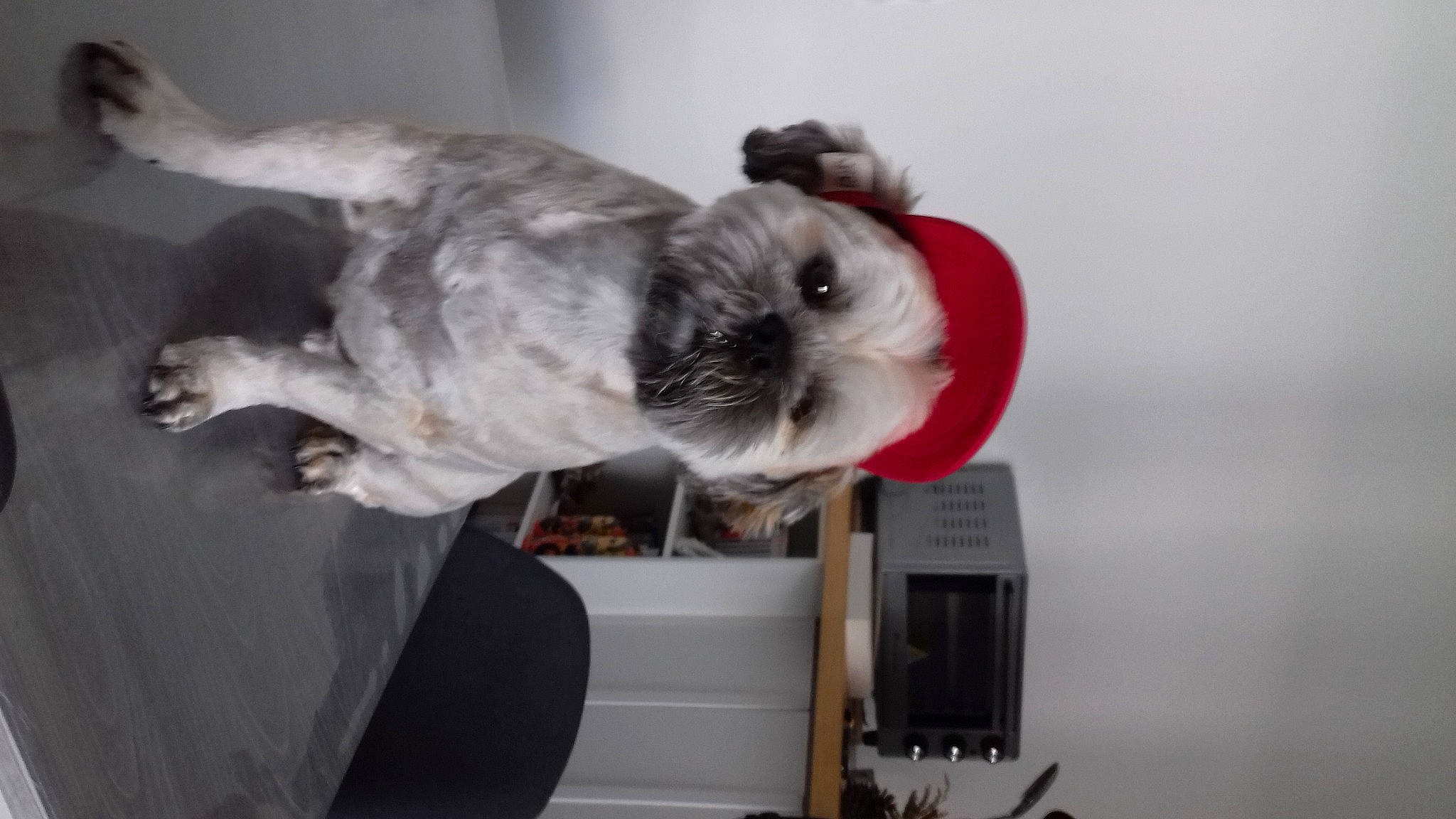 Moogly participe au concours pour gagner de l'argent avec cette photo : canidae, carnivore, companion_dog, dog_breed, miniature_schnauzer, schnauzer