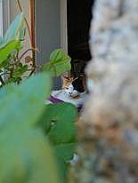 Chipie a rejoint le concours — aidez-le/la à gagner de superbes lots ! carnivore, cat, domestic_short_haired_cat, felidae, flag, fur, green, home, leaf, photograph, small_to_medium_sized_cats, snapshot, tail, terrestrial_animal, whiskers, white, yellow