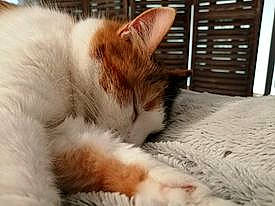 Chipie a rejoint le concours — aidez-le/la à gagner de superbes lots ! cabinetry, carnivore, cat, chest_of_drawers, comfort, domestic_short_haired_cat, drawer, felidae, fur, home, linens, nap, paw, small_to_medium_sized_cats, snout, vertebrate, whiskers, wood_stain