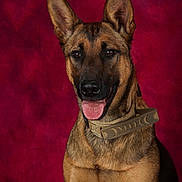 Athena a rejoint le concours — aidez-le/la à gagner de superbes lots ! alert, animal, black_mask, brown_fur, canine, centered_composition, collar, dog, german_shepherd, happy, indoor, open_mouth, pet, phone_screenshot, portrait, red_background, sitting, studio_portrait, tongue_out, upright_ears
