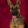 alert, animal, black_mask, brown_fur, canine, centered_composition, collar, dog, german_shepherd, happy, indoor, open_mouth, pet, phone_screenshot, portrait, red_background, sitting, studio_portrait, tongue_out, upright_ears