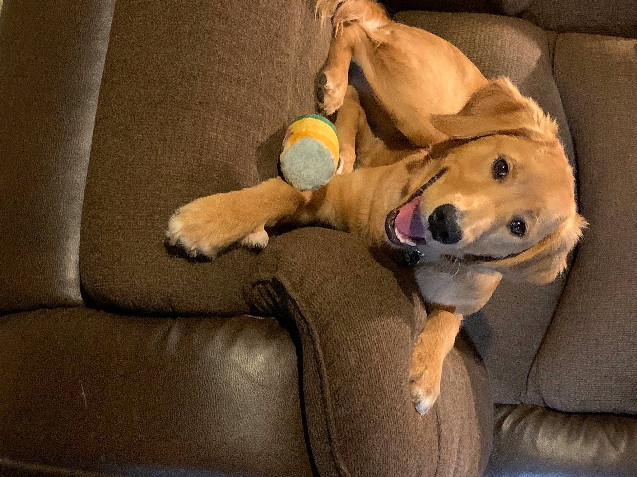 Ruby is registered to the contest to win money with this photo: canidae, carnivore, collar, comfort, companion_dog, couch, dog, dog_breed, dog_supply, fawn, living_room, mammal, pet_supply, retriever, snout, sporting_group, tan, toy, vertebrate, working_animal