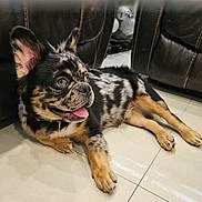 Rocco is registered to the contest to win money with this photo: dog, puppy, spotted_coat, ears, tongue_out, floor, tile_floor, indoor, leather_couch, brown, black, white, pet, animal, laying_down, happy, curious, domestic_animal, companion, cute