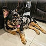 dog, puppy, spotted_coat, ears, tongue_out, floor, tile_floor, indoor, leather_couch, brown, black, white, pet, animal, laying_down, happy, curious, domestic_animal, companion, cute