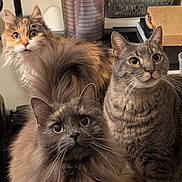 Rubis participe au concours pour gagner de l'argent avec cette photo : cat, feline, fluffy, indoor, curious, pets, three_cats, tabby, long_hair, gray_cat, orange_cat, whiskers, ears, eyes, fur, domestic_animal, household, cute, animal_portrait, close_up