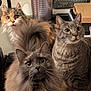 cat, feline, fluffy, indoor, curious, pets, three_cats, tabby, long_hair, gray_cat, orange_cat, whiskers, ears, eyes, fur, domestic_animal, household, cute, animal_portrait, close_up