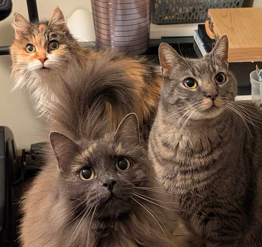 Rubis participe au concours pour gagner de l'argent avec cette photo : cat, feline, fluffy, indoor, curious, pets, three_cats, tabby, long_hair, gray_cat, orange_cat, whiskers, ears, eyes, fur, domestic_animal, household, cute, animal_portrait, close_up