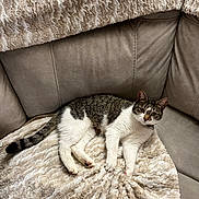 Stella joined the competition — help win amazing prizes! cat, feline, pet, animal, tabby, white_fur, striped_tail, blanket, couch, indoor, relaxed, resting, cozy, fur, whiskers, ears, paw, soft_texture, home, comfort