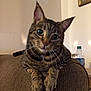 Sophie is registered to the contest to win money with this photo: cat, tabby, pet, indoor, couch, furniture, curious, animal, whiskers, ears, eyes, paws, brown, striped, portrait, mammal, domestic, household, relaxed, closeup