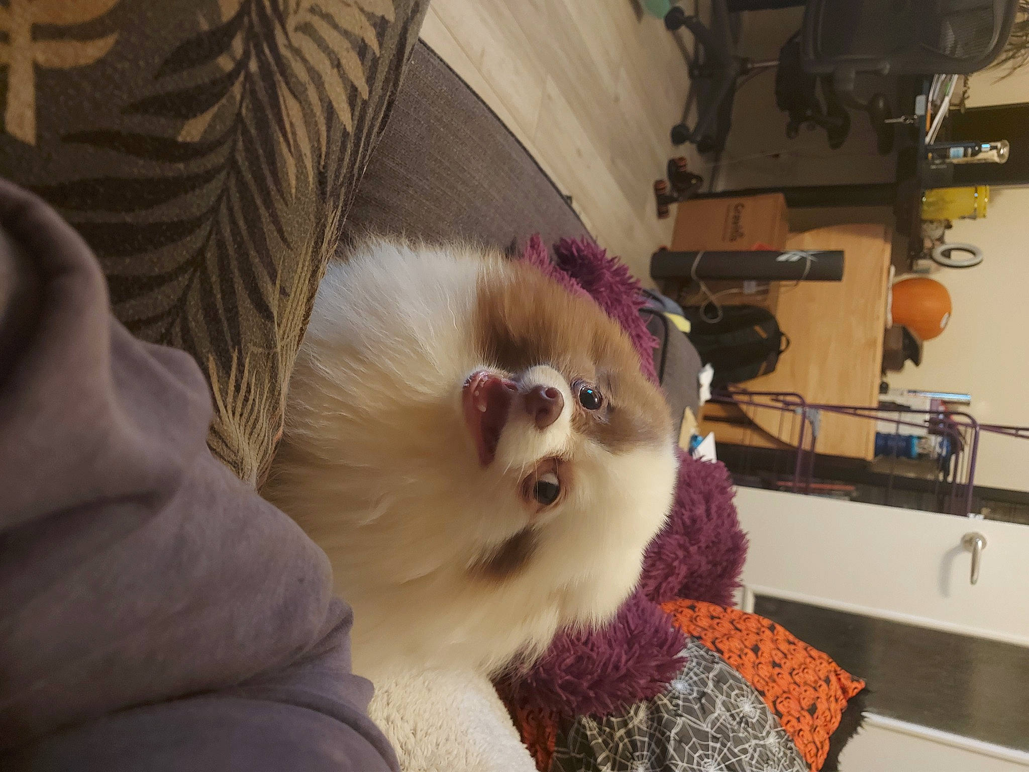 Flower is registered to the contest to win money with this photo: canidae, carnivore, companion_dog, corgi_chihuahua, dog, dog_breed, dog_supply, ear, eyewear, fawn, fur, non_sporting_group, pekingese, pet_supply, snout, spitz, sporting_group, toy_dog, whiskers, working_animal