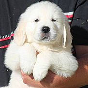 Olaff a rejoint le concours — aidez-le/la à gagner de superbes lots ! ancient_dog_breeds, carnivoran, companion_dog, dog, dog_breed, dog_breed_group, dog_like_mammal, golden_retriever, great_pyrenees, kuvasz, livestock_guardian_dog, mammal, maremma_sheepdog, polish_tatra_sheepdog, puppy, retriever, slovak_cuvac, snout, sporting_group, vertebrate