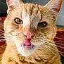 cat, orange_tabby, close_up, tongue_out, green_eyes, whiskers, playful, pet, feline, indoor, fur, cute, animal, muzzle, nose, ears, portrait, expression, domestic_cat, soft_light