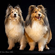 Boom And Zoom is registered to the contest to win money with this photo: dog, shetland_sheepdog, fluffy, portrait, animal, pet, fur, canine, two_dogs, studio, black_background, cute, friendly, mammal, companion, alert, standing, long_hair, adorable, domestic_animal