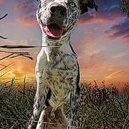 Buddy is registered to the contest to win money with this photo: dog, blue_eyes, grass, sunset, outdoor, happy, playful, nature, animal, canine, sky, clouds, field, tongue_out, fur, pet, muzzle, ears, portrait, sunlight