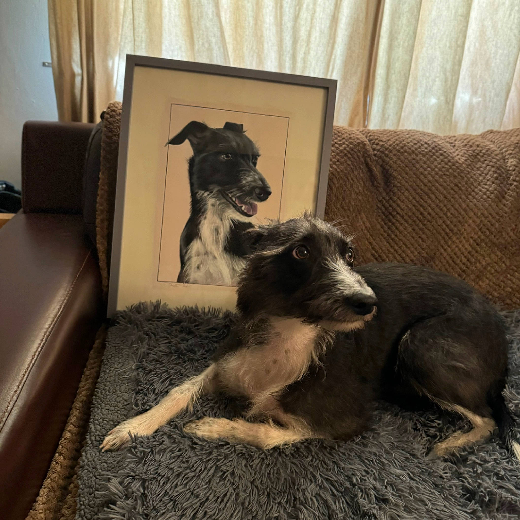 Diamond joined the competition — help win amazing prizes! canidae, carnivore, comfort, companion_dog, couch, curtain, dog, dog_breed, fawn, flooring, fur, living_room, picture_frame, room, snout, sporting_group, vertebrate, window_treatment, wood, working_animal