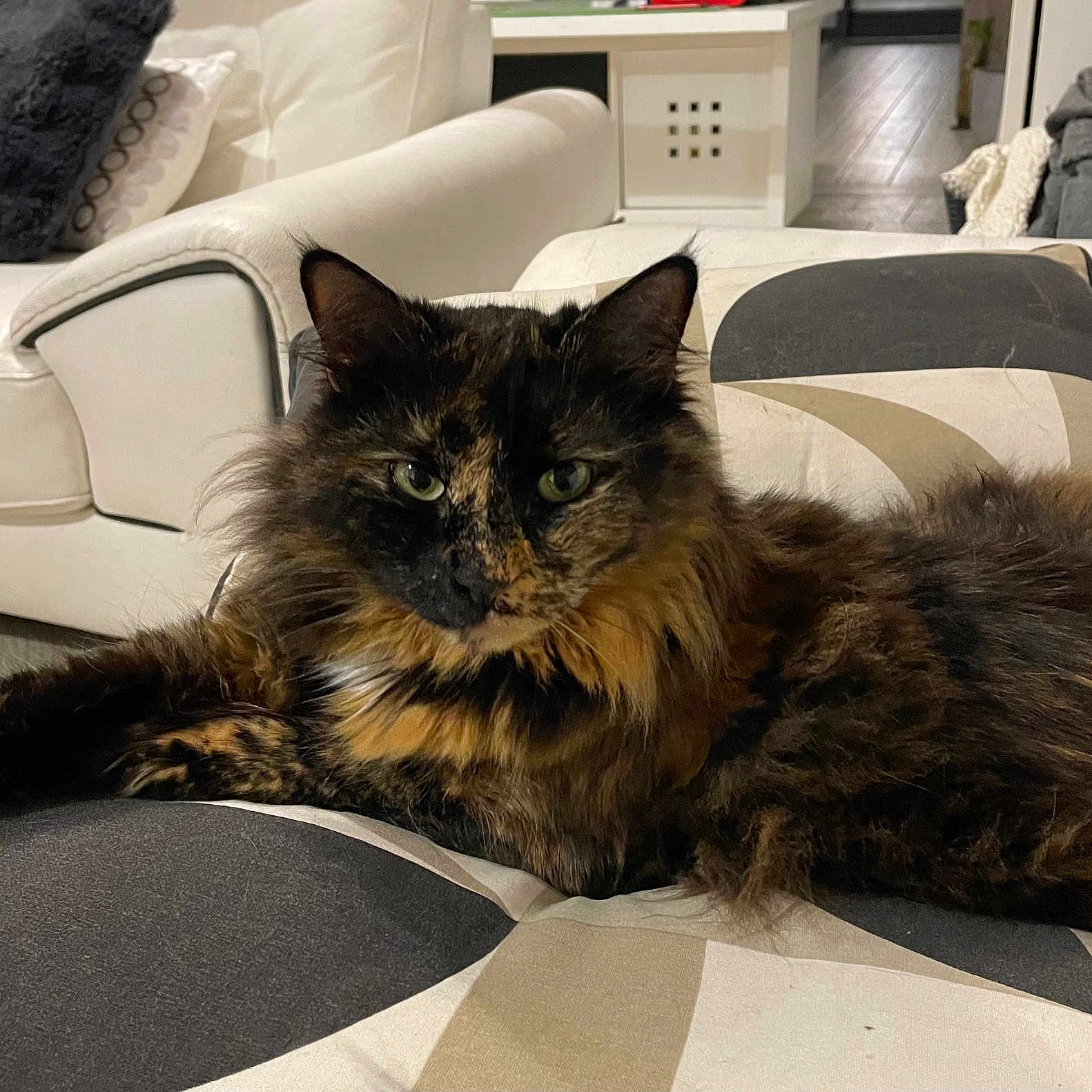 Ruby participe au concours pour gagner de l'argent avec cette photo : animal, architecture, bed, blanket, building, cat, chair, chaise, couch, cushion, furniture, homedecor, indoors, interiordesign, kitten, livingroom, manx, pet, room, table