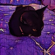 Minx is registered to the contest to win money with this photo: black_cat, cat, blanket, purple, star_pattern, cozy, sleeping_cat, pet, feline, animal, domestic_cat, fabric, textile, bed, resting, cute, comfort, indoor, close_up, soft