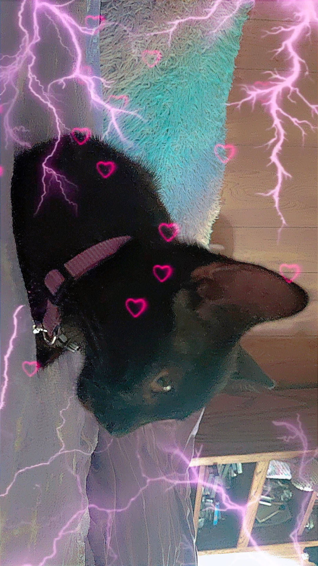 Minx is registered to the contest to win money with this photo: animal, black_dog, canine, close_up, collar, companion, cute, dog, domestic, furniture, heart_effects, home, indoor, lightning_effects, lying_down, pet, relaxed, resting, rug, wooden_floor