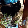 Minx is registered to the contest to win money with this photo: black_cat, cat, indoor, potted_plant, plant, furniture, wood_floor, shadow, curious, pet, animal, leafy_plant, box, cardboard, container, household, kitten, dark, floor, domestic