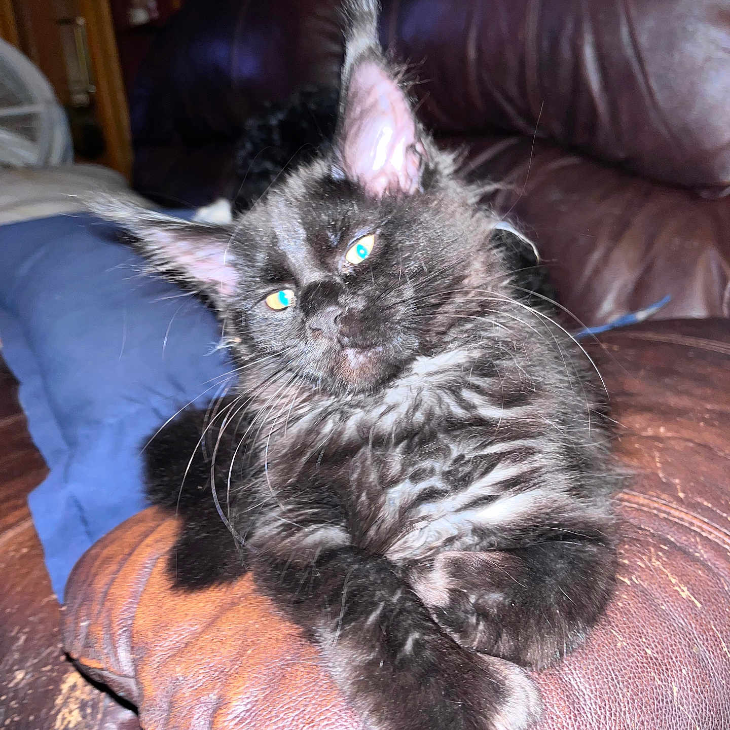 Luna Tic Day is registered to the contest to win money with this photo: animal, cat, close_up, couch, cozy, crossed_paws, feline, flash, fur, furniture, home, indoor, leather, paws, pet, relaxed, resting, tabby_cat, whiskers, yellow_eyes