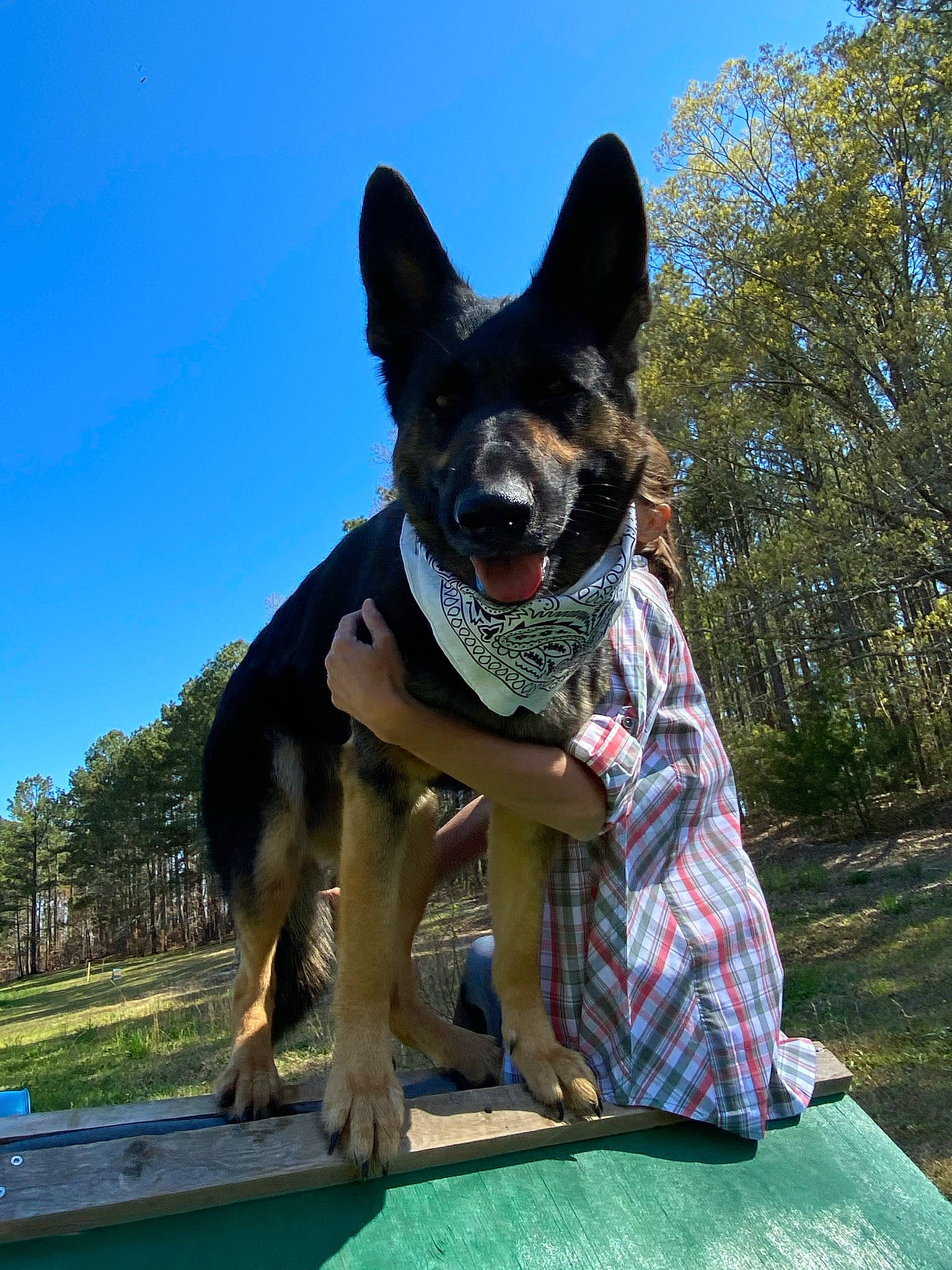 Kimber joined the competition — help win amazing prizes! australian_cattle_dog, canidae, carnivore, companion_dog, dog, dog_breed, dog_supply, electric_blue, fawn, german_shepherd_dog, grass, herding_dog, leisure, plant, recreation, sky, sporting_group, tree, vertebrate, working_animal