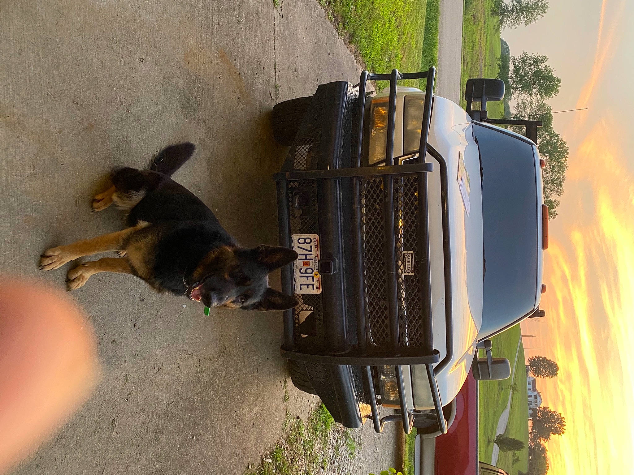 Kimber is registered to the contest to win money with this photo: auto_part, automotive_exterior, automotive_lighting, automotive_parking_light, automotive_tire, bumper, car, carnivore, collar, dog, fender, motor_vehicle, pet_supply, plant, sky, tire, tree, vehicle, vehicle_door, wheel