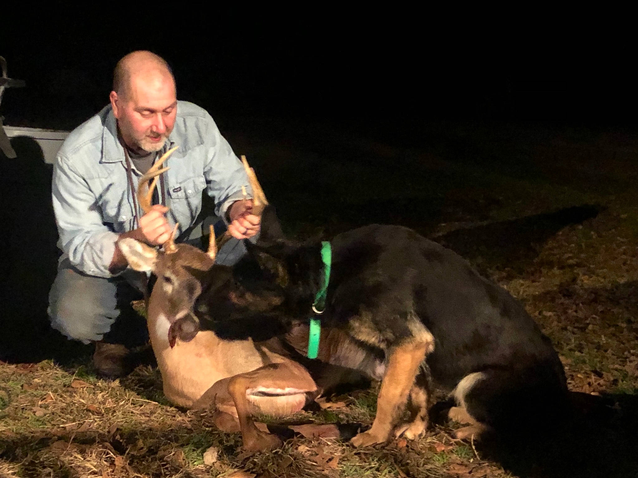 Kimber joined the competition — help win amazing prizes! canidae, carnivore, companion_dog, dog, dog_breed, event, fawn, flash_photography, fun, fur, grass, landscape, lap, night, recreation, sitting, sporting_group, wildlife_biologist, working_animal