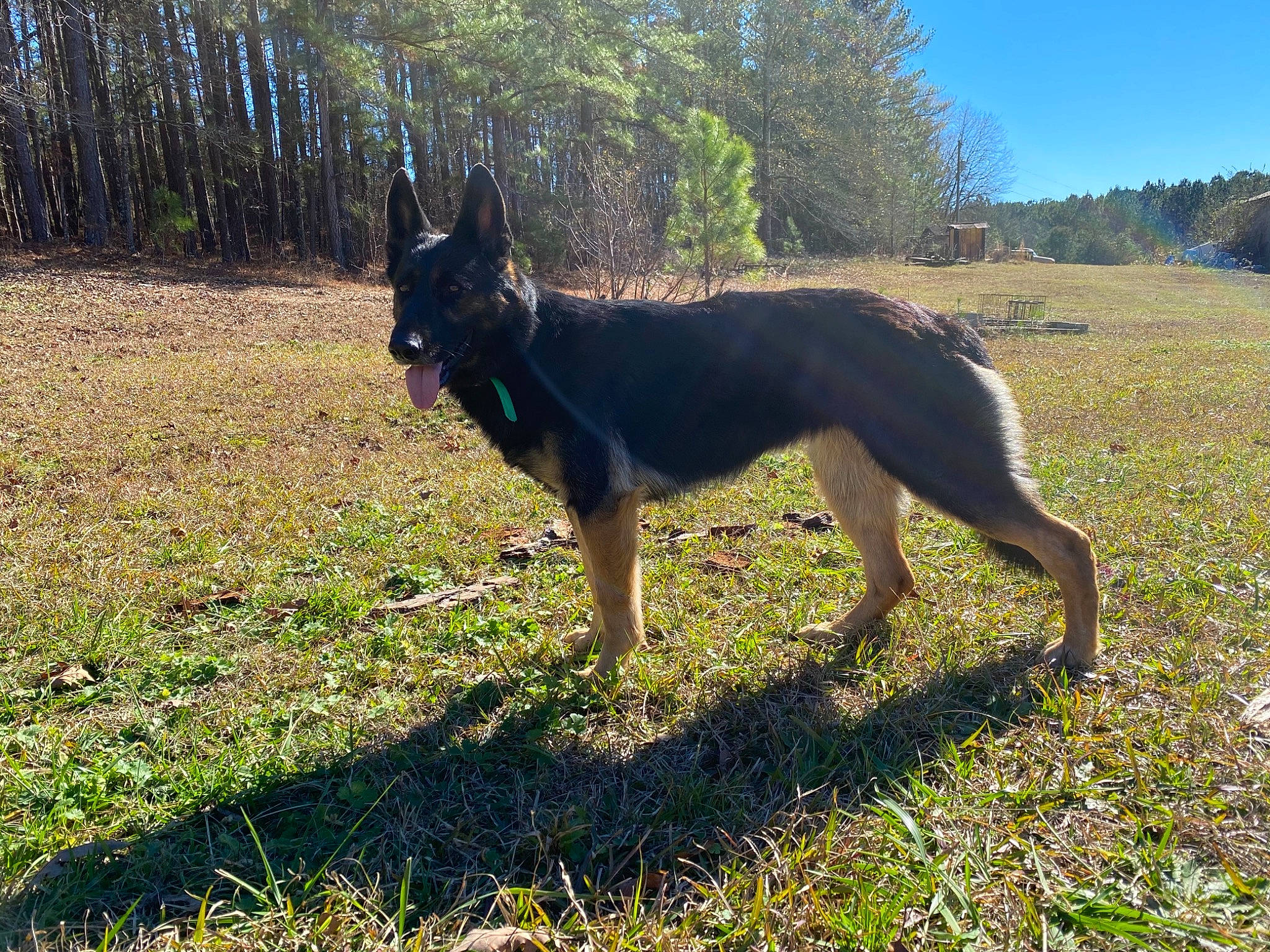 Kimber joined the competition — help win amazing prizes! canidae, carnivore, dog, dog_breed, east_european_shepherd, german_shepherd_dog, grass, grassland, herding_dog, king_shepherd, old_german_shepherd_dog, pasture, plant, sky, sporting_group, tail, terrestrial_animal, tree, working_animal, working_dog