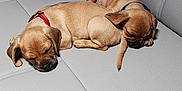 Tater And Bubba is registered to the contest to win money with this photo: animal, brown, canine, collar, companion, couch, cozy, cute, dog, domestic_animal, fur, indoor, pet, puppy, relaxation, resting, sleeping, snuggling, two, young