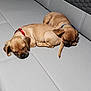 animal, brown, canine, collar, companion, couch, cozy, cute, dog, domestic_animal, fur, indoor, pet, puppy, relaxation, resting, sleeping, snuggling, two, young