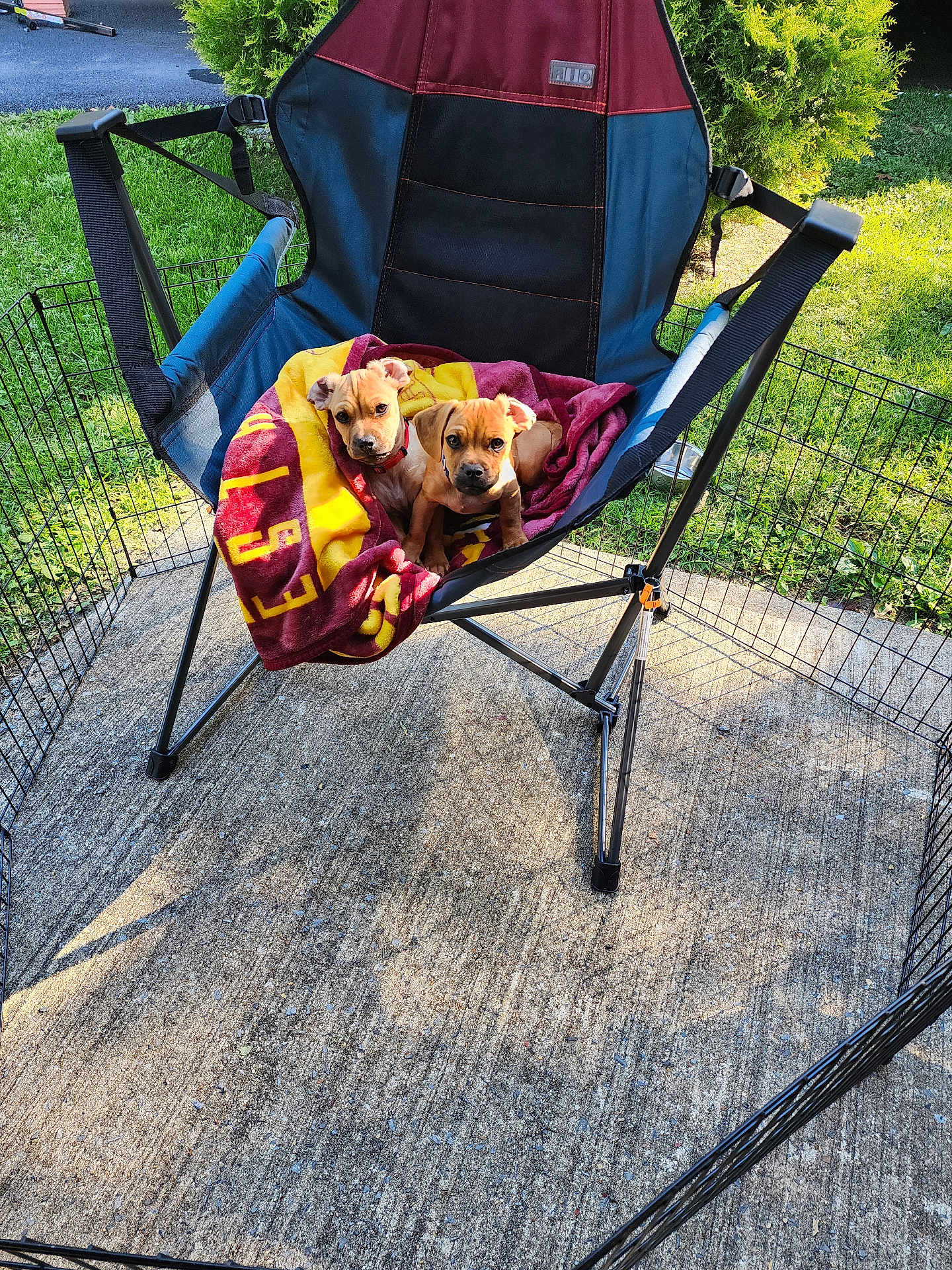 Tater And Bubba is registered to the contest to win money with this photo: animal, blanket, canine, collar, concrete, cute, daytime, dogs, fence, folding_chair, grass, nature, outdoor, pet, playpen, puppies, relaxing, resting, sunlight, young