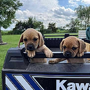 Tater And Bubba is registered to the contest to win money with this photo: animal, clouds, cute, daytime, dogs, ears, fur, grass, greenery, kawasaki, nature, outdoor, paws, pet, playful, puppies, sky, snout, vehicle, young