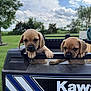 animal, clouds, cute, daytime, dogs, ears, fur, grass, greenery, kawasaki, nature, outdoor, paws, pet, playful, puppies, sky, snout, vehicle, young