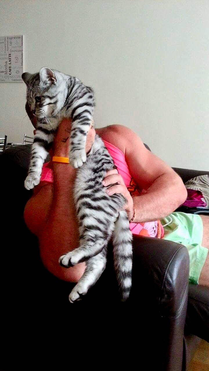 Heisenberg joined the competition — help win amazing prizes! carnivore, cat, comfort, domestic_short_haired_cat, felidae, foot, fur, gesture, human_leg, lap, leg, nail, paw, small_to_medium_sized_cats, tail, textile, thigh, thumb, whiskers, wrist