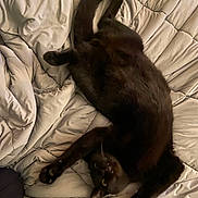 Cain joined the competition — help win amazing prizes! cat, black_cat, pet, stretching, bed, blanket, comforter, bedroom, fur, whiskers, paws, tail, relaxed, cute, indoor, cozy, looking_up, green_eyes, low_light, sleepy