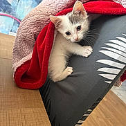 Kitty participe au concours pour gagner de l'argent avec cette photo : kitten, cat, blanket, red, pink, leg, leggings, patterned_clothing, wooden_table, floor, indoor, pet, animal, cozy, curious, resting, close_up, cute, feline, young