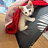 kitten, cat, blanket, red, pink, leg, leggings, patterned_clothing, wooden_table, floor, indoor, pet, animal, cozy, curious, resting, close_up, cute, feline, young
