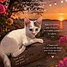Kitty a rejoint le concours — aidez-le/la à gagner de superbes lots ! cat, kitten, sunset, flowers, wood, outdoor, string_lights, nature, pet, animal, cute, relaxing, twilight, motivational_text, pink_flowers, calm, feline, close_up, peaceful, evening
