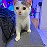 Kitty participe au concours pour gagner de l'argent avec cette photo : kitten, cat, pet, indoor, sofa, gray, curious, young, feline, animal, whiskers, ears, eyes, pink_nose, couch, furniture, home, cozy, portrait, closeup