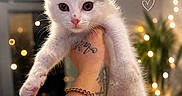 Kitty a rejoint le concours — aidez-le/la à gagner de superbes lots ! kitten, cat, white_cat, tattoo, arm, bracelet, gold_chain, hand, indoor, fairy_lights, bokeh, blurred_background, plant, cozy, cute, pet, animal, portrait, feline, closeup