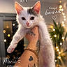 kitten, cat, white_cat, tattoo, arm, bracelet, gold_chain, hand, indoor, fairy_lights, bokeh, blurred_background, plant, cozy, cute, pet, animal, portrait, feline, closeup