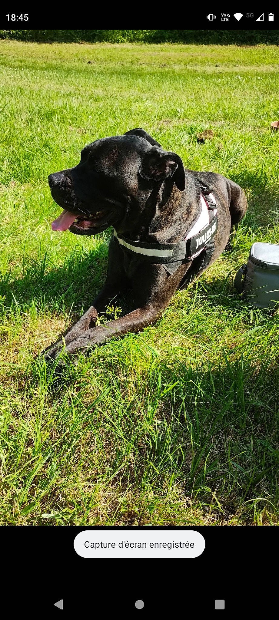 Jenna participe au concours pour gagner de l'argent avec cette photo : carnivore, collar, companion_dog, dog, dog_breed, dog_collar, grass, grassland, guard_dog, gun_dog, lawn, leash, personal_protective_equipment, plant, pointing_breed, retriever, sporting_group, tail, whiskers, working_animal